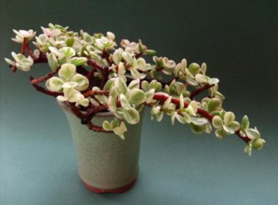 多肉植物斑叶树马齿苋介绍 斑叶树马齿苋图片大全