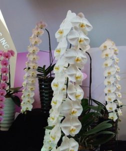 植物蝴蝶兰介绍 蝴蝶兰长什么样图