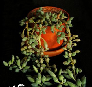 多肉柠檬仙年菊介绍 柠檬仙年菊长什么样图