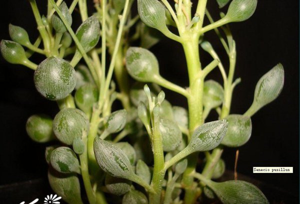 柠檬仙年菊图片二