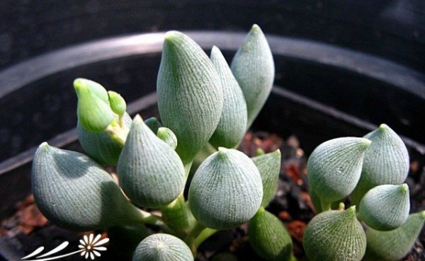 柠檬仙年菊图片四