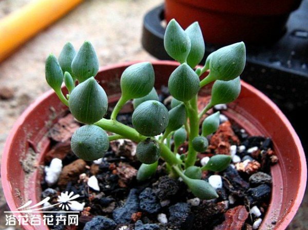 柠檬仙年菊图片五