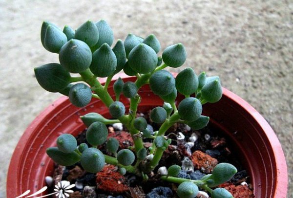 柠檬仙年菊图片六