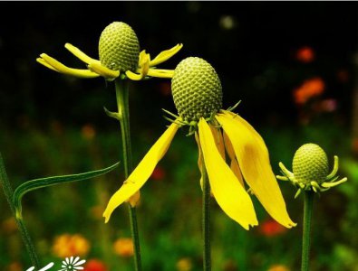 草原松果菊详解 草原松果菊照片图