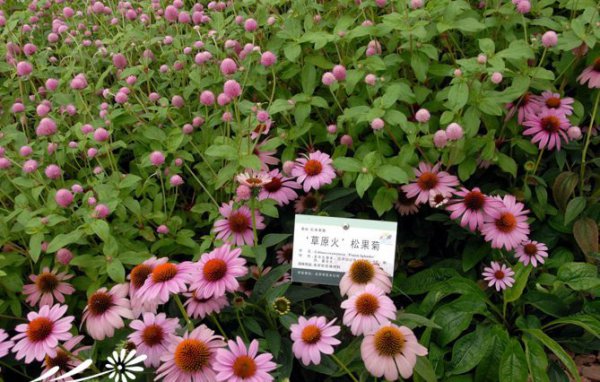 草原松果菊图片三