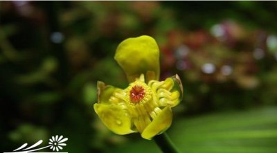 花卉日本荷根介绍 日本荷根图片大全