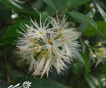 花卉方枝蒲桃详解 方枝蒲桃图片大全