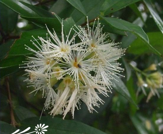 方枝蒲桃图片一