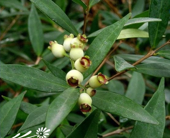 方枝蒲桃图片三