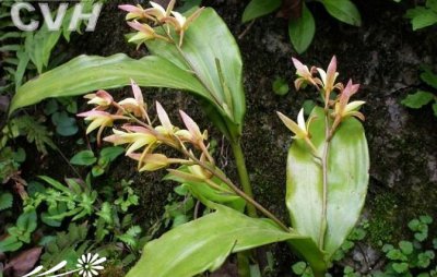 植物香港毛兰介绍 香港毛兰图片欣赏