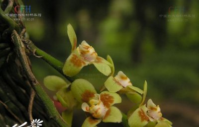 植物异型兰介绍 异型兰照片图