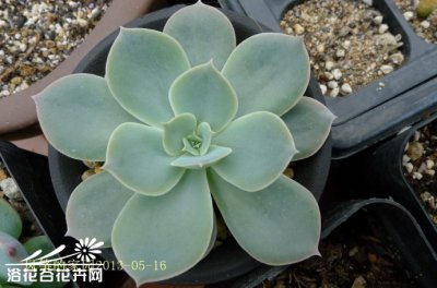 多肉植物多明戈介绍 多明戈长什么样图