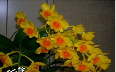 植物鼓槌石斛介绍 鼓槌石斛图片集