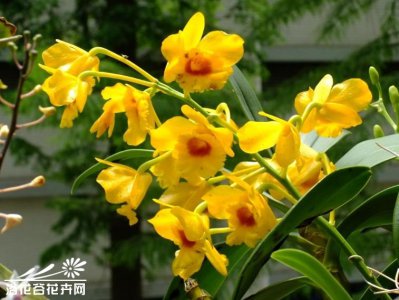 栗斑鼓槌石斛详解 栗斑鼓槌石斛图片