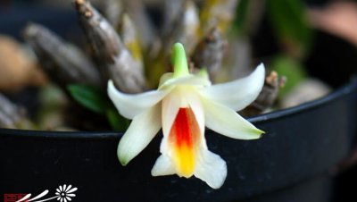 植物喉红石斛介绍 喉红石斛照片图