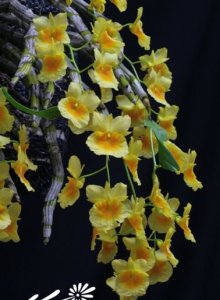 植物短棒石斛介绍 短棒石斛图片欣赏