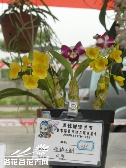 短棒石斛图片三