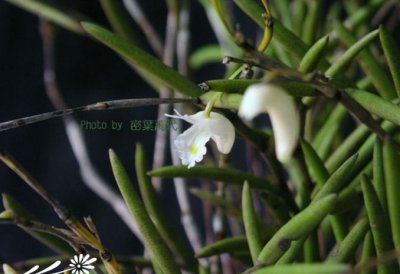 植物海南石斛详解 海南石斛图片