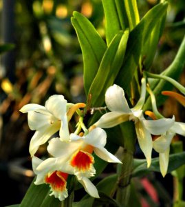 植物翅萼石斛介绍 翅萼石斛图片集