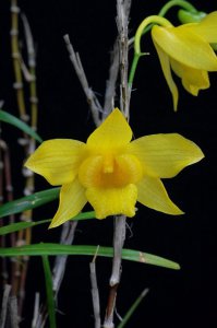 植物细叶石斛介绍 细叶石斛照片图