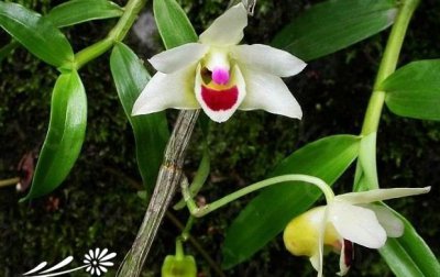植物滇桂石斛详解 滇桂石斛图片大全