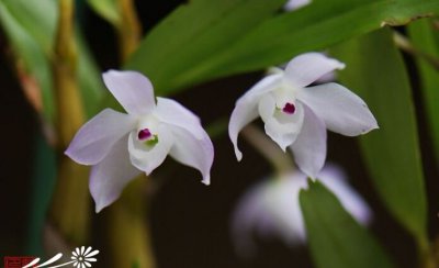 植物重唇石斛介绍 重唇石斛图片大全