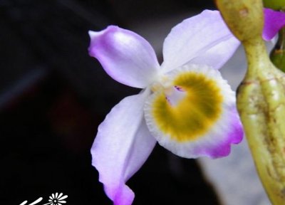 植物棒节石斛介绍 棒节石斛长什么样图