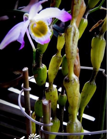 棒节石斛图片二