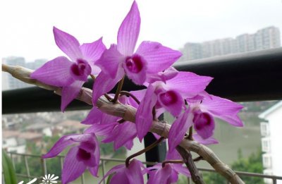 植物檀香石斛介绍 檀香石斛图片欣赏