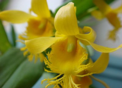 植物长苏石斛详解 长苏石斛图片大全