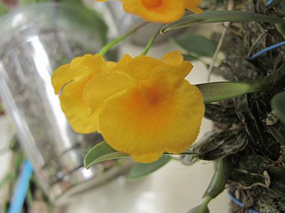 小黄花石斛详解 小黄花石斛图片欣赏