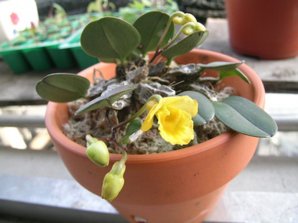 小黄花石斛图片三