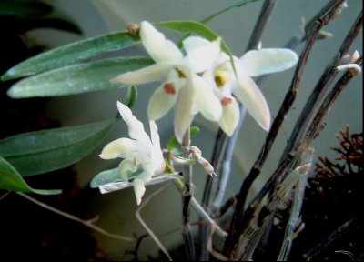 植物细茎石斛详解 细茎石斛图片大全