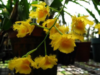 植物苏瓣石斛简介 苏瓣石斛图片