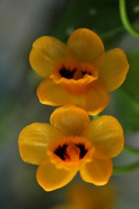 束花石斛简介 束花石斛图片大全