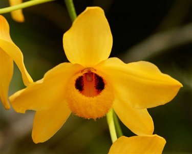 植物杓唇石斛介绍 杓唇石斛图片集