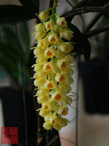 密花石斛介绍 密花石斛图片大全