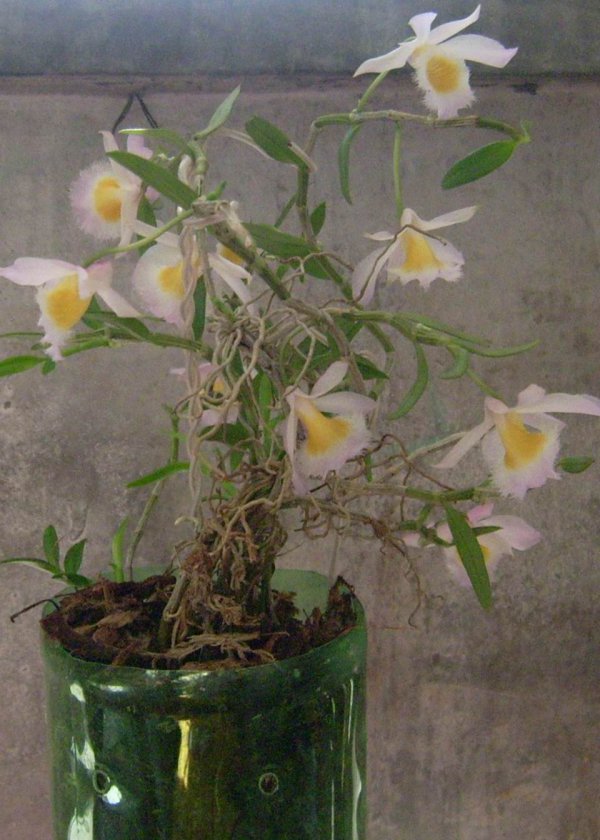美花石斛图片三