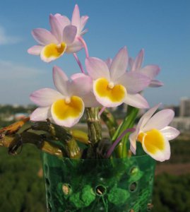 植物玫瑰石斛介绍 玫瑰石斛图片欣赏