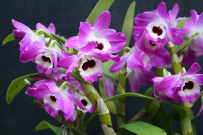 植物金钗石斛介绍 金钗石斛图片集
