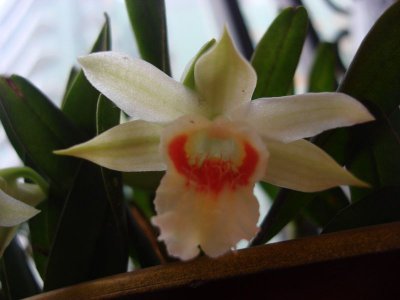 植物黑毛石斛介绍 黑毛石斛照片图