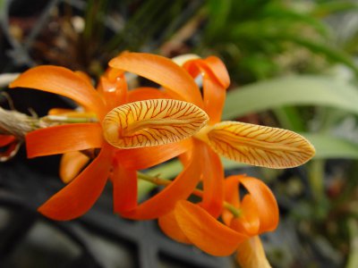 植物独角石斛介绍 独角石斛照片图