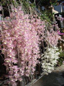 植物兜唇石斛简介 兜唇石斛图片集