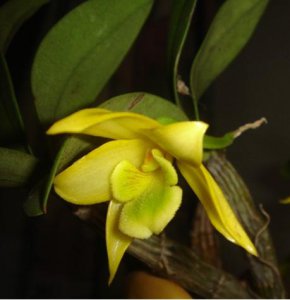 植物翅梗石斛详解 翅梗石斛图片大全