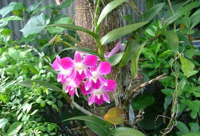 植物石斛兰详解 石斛兰图片