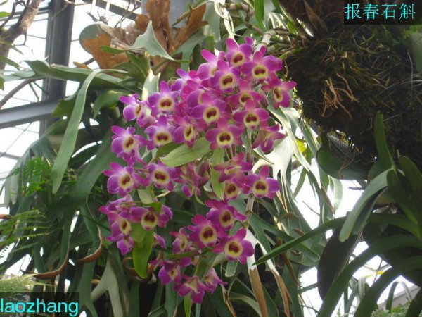 报春石斛图片四