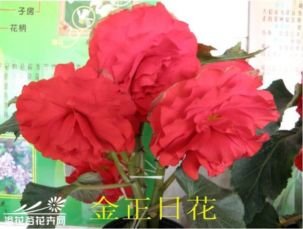 金正日花图片二