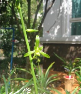植物软剑白墨介绍 软剑白墨照片图