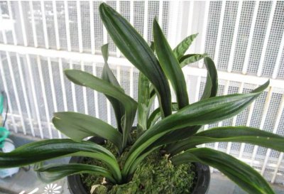 植物文山佳龙详解 文山佳龙图片欣赏