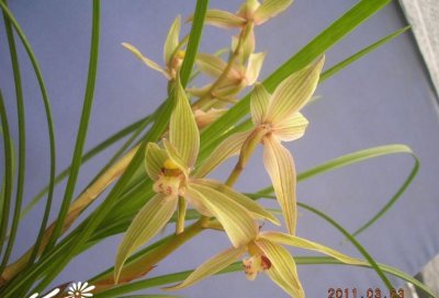 植物黄金海岸介绍 黄金海岸图片大全